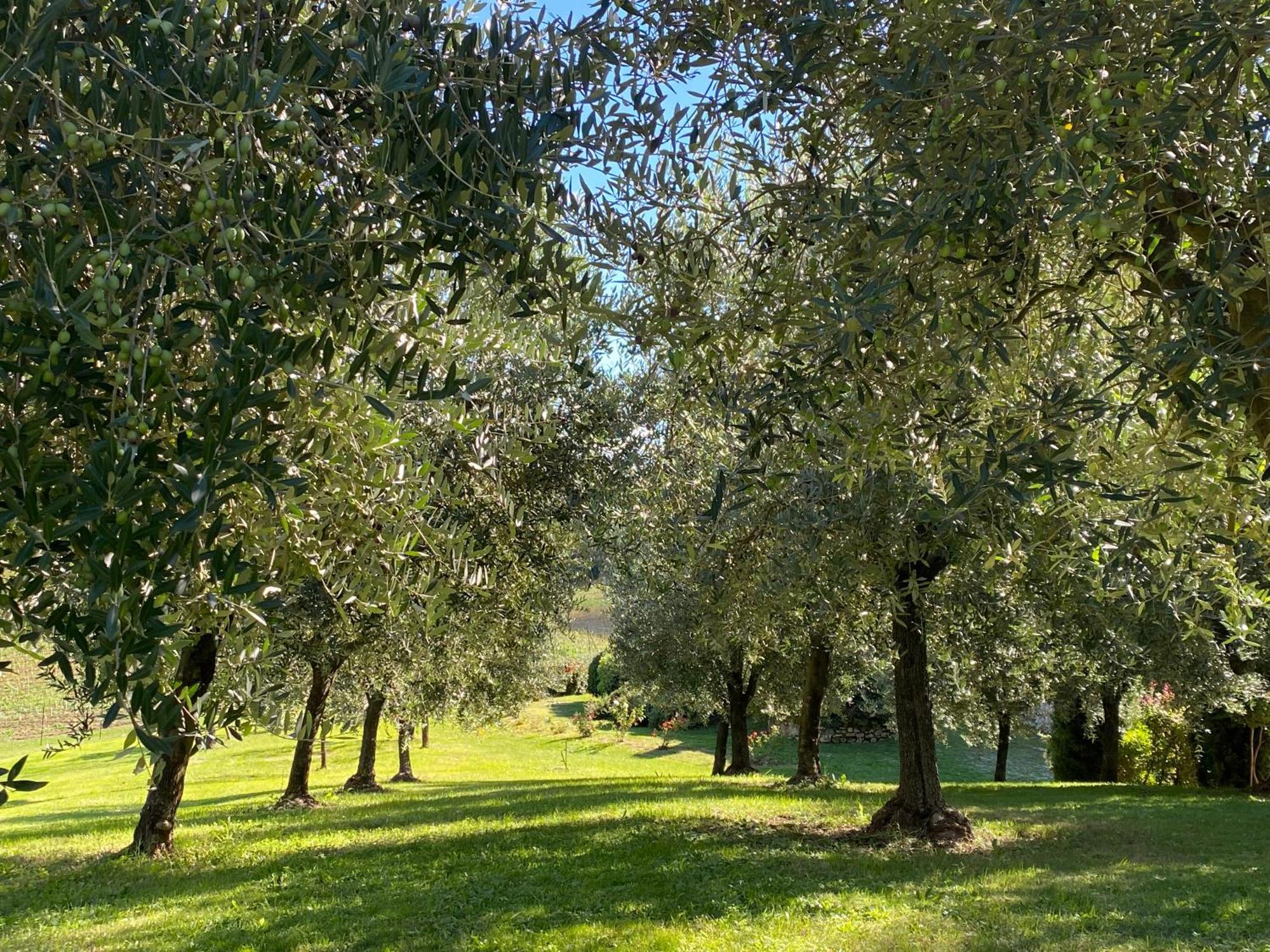 Podere Casanuova サン・ジミニャーノ エクステリア 写真