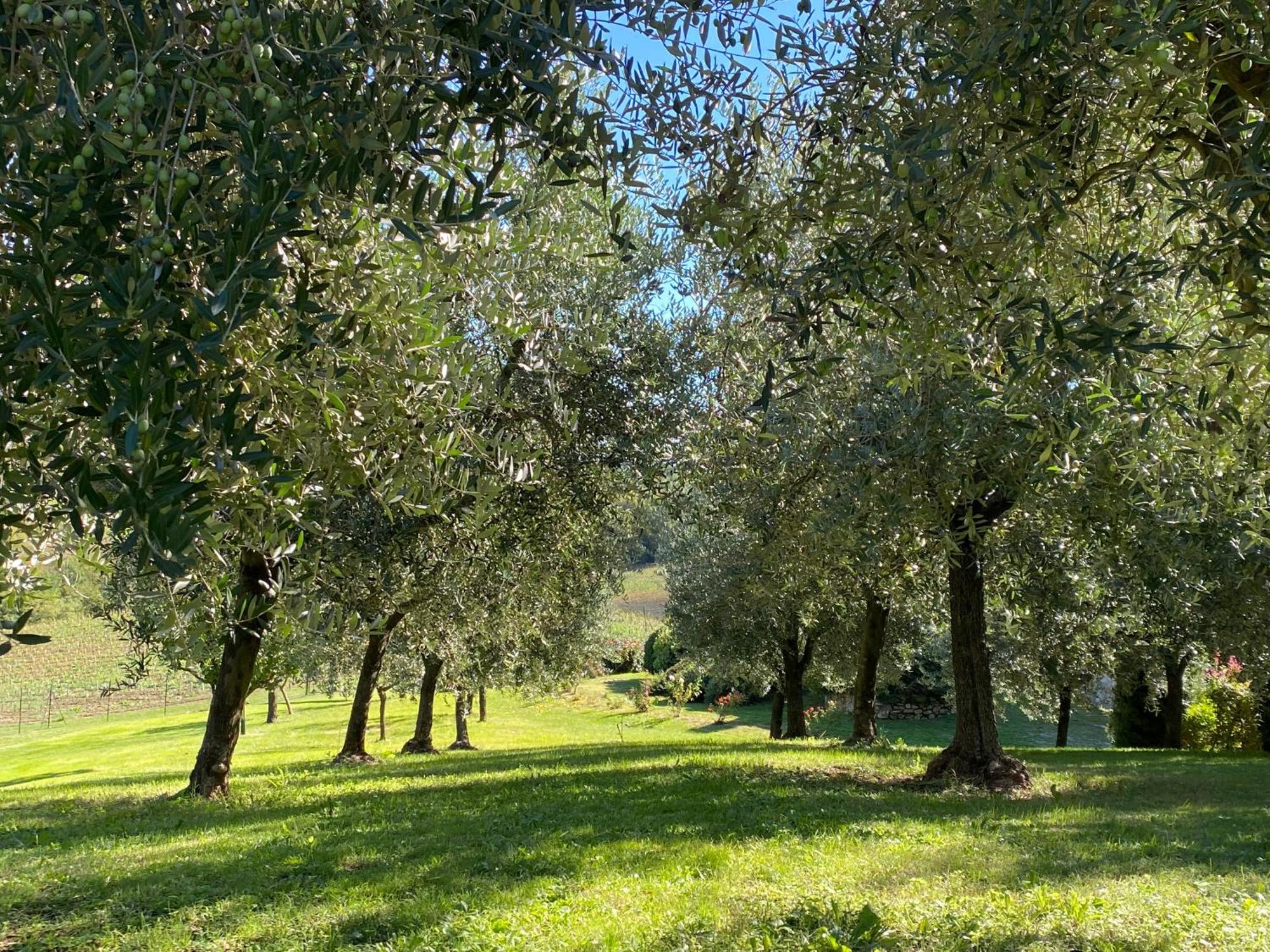Podere Casanuova サン・ジミニャーノ エクステリア 写真